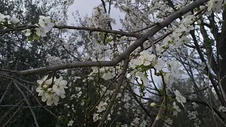 ‎@New things in nature  Prunus domestica,plum flowers,lulet e kumbullës(2)