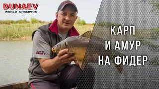 Ловля карпа и амура на фидер