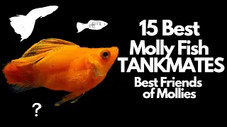 The 15 Best Molly Fish Tankmates 🐟
