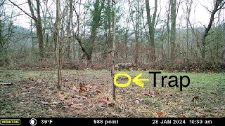 Setting a step down triangle and figuring out why I didn’t catch this coyote