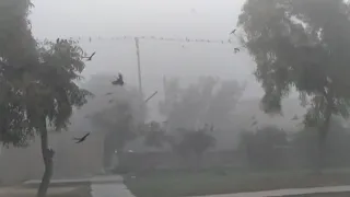 Crows Flying In Fog  (Slow Motion)