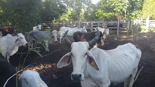 Indian Breed Cows in Mexico