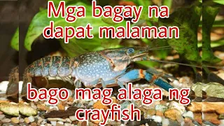 crayfish farming full guide (tagalog) | mga dapat malaman bago magsimulang mag alaga ng  crayfish