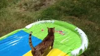 Otter vs the Slip n Slide pt 2