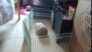 Guinea Pig Jumping