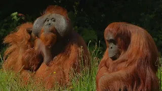 Dublin Zoo   Orangutans