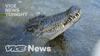 Man-Eating Crocodiles Are at Record Numbers, & Conservationists Love It