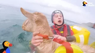 Goat Who Fell Off Cliff Rescued by Men Who Swim Across Freezing Cove to Rescuer Her | The Dodo