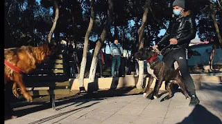 Alman Afçarkası ! Sahibini Qoruması,Aqressivliyi və.s Haqqında| (Video Çəkərkən Staff Gələrsə🤦‍♂️)