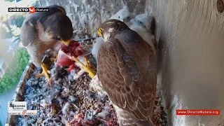 El hermano mayor halcón trae restos de paloma anillada al nido