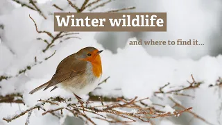 Winter wildlife: What to look out for?