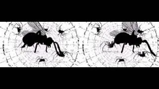 Arachnophobia 3D: encounter between a spider and a fly in stereo 3D  yt3d:enable=true