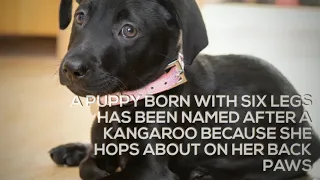 Born with six legs… but Roo’s a hoppy puppy!