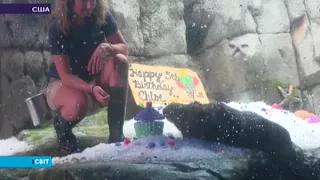 В акваріумі Тихого океану видра відсвяткувала свій п'ятий день народження