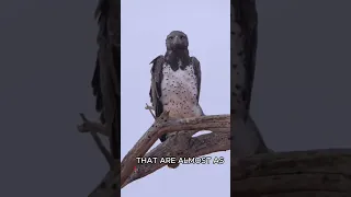 Martial Eagle -- Africa's Apex Avian Predator