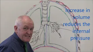 Respiratory System 3, Pleural membranes