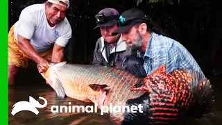 This HUGE Arapaima Is An Impressive Catch! | Fish or Die
