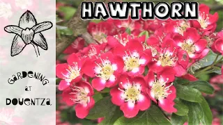 Hawthorn || Best Tree for a Small Garden || Irish Fairy Tradition