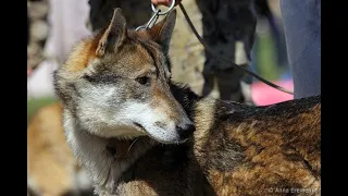 Отзыв о потомках собак удмуртского питомника ЗСЛ. Рассказ охотника Рустама Абайдуллина, Тюмень