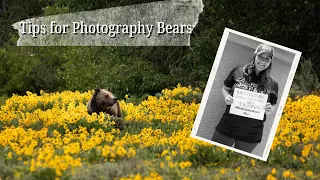 Tips for Photography Bears