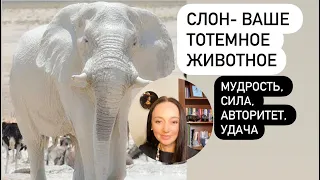 Слон- ваше тотемное животное# Сила, мудрость, удача в доме# семейственность#