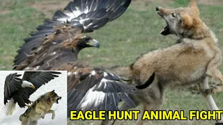 Most Deadly EAGLE Attacks 2021 - Most Amazing Moments Of Wild Animal Fights