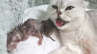 Cat Giving Birth to 5 kittens for the first time, but one kitten died 😭