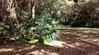 Peaceful Nature Sounds: Sweet Sounds of Birds in the Morning