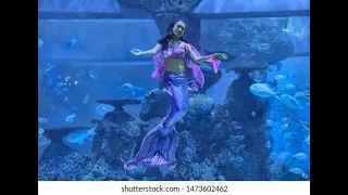 Mermaids at Jakarta Aquarium and Safari