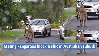 Mating kangaroos block traffic in Australian suburb