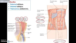 Overview of Abdomen (1) - Layers of Anterior Abdominal Wall - Dr. Ahmed Farid
