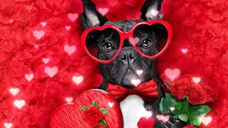 Cute Puppies and Kittens with Beautiful Instrumental Valentine Music