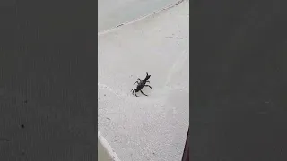 I'm scary crab found in river#viral #short #beautiful #crabs