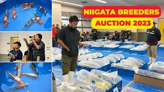 High-quality Japanese Koi Fish at Niigata Breeders Auction 2023