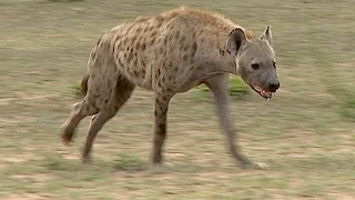 Lion vs hyena in the battle for food