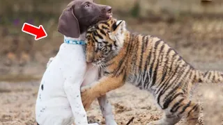 This Mother Dog Saved A Dying Tiger Cub, Years Later Something Amazing Happened!
