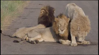 Casper the White Lion - Spending a morning with this famouse lion and his brothers in Kruger Park