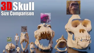 Jaw-Dropping 3D Size Comparison: Animal, Dinosaur, Sea Monster Skulls