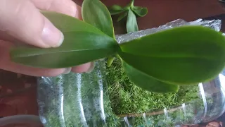 Наращивание корней у деток орхидей 🌱