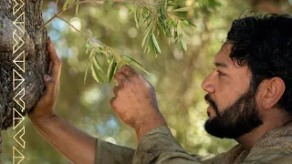 Иаков объясняет аллегорию об оливковом дереве | Иаков 5