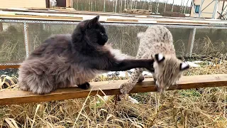 CAT BEAT LYNX IN ITS TERRITORY