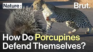 How Do Porcupines Defend Themselves?