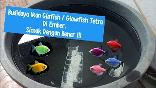 Cara Mudah Budidaya Ikan Glofish | Glofish Tetra | Glowfish Tetra Di Ember