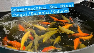 Schwarzachtal Koi Nisai!                        Karashi / Chagoi / Kohaku