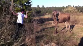 Мужик против Лося !