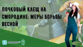 Почковый клещ на смородине: меры борьбы весной