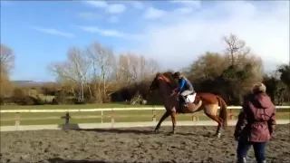Naughty horses today! | funny horse