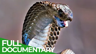 Spits & Stings | Animal Armory | Episode 5 | Free Documentary Nature