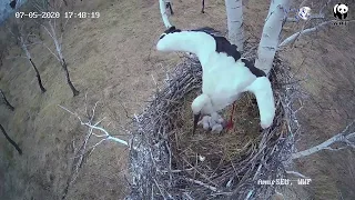 Появление птенцов в гнезде дальневосточного аиста.