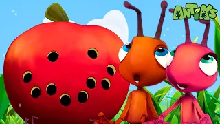 Grand Thief Apple | Kids TV Shows - Full Episodes | Cartoons For Kids | Fun Anime | Moonbug